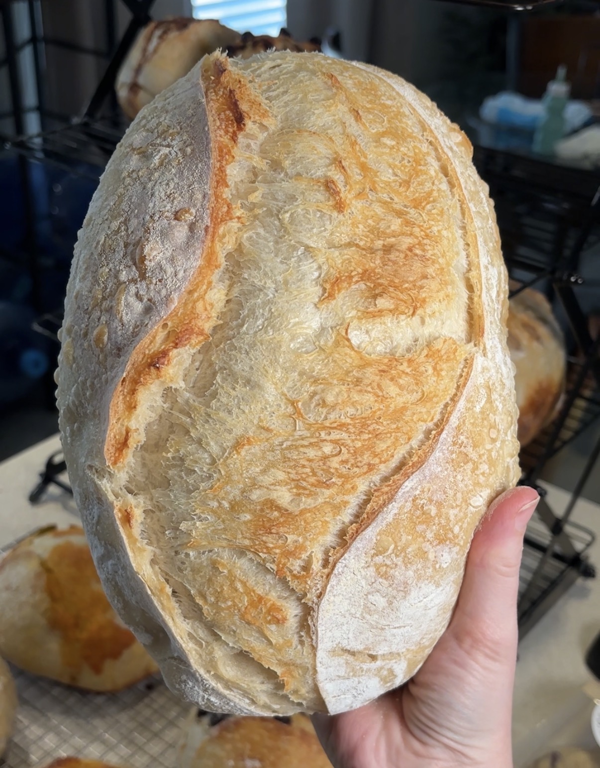A plain freshly baked sourdough loaf